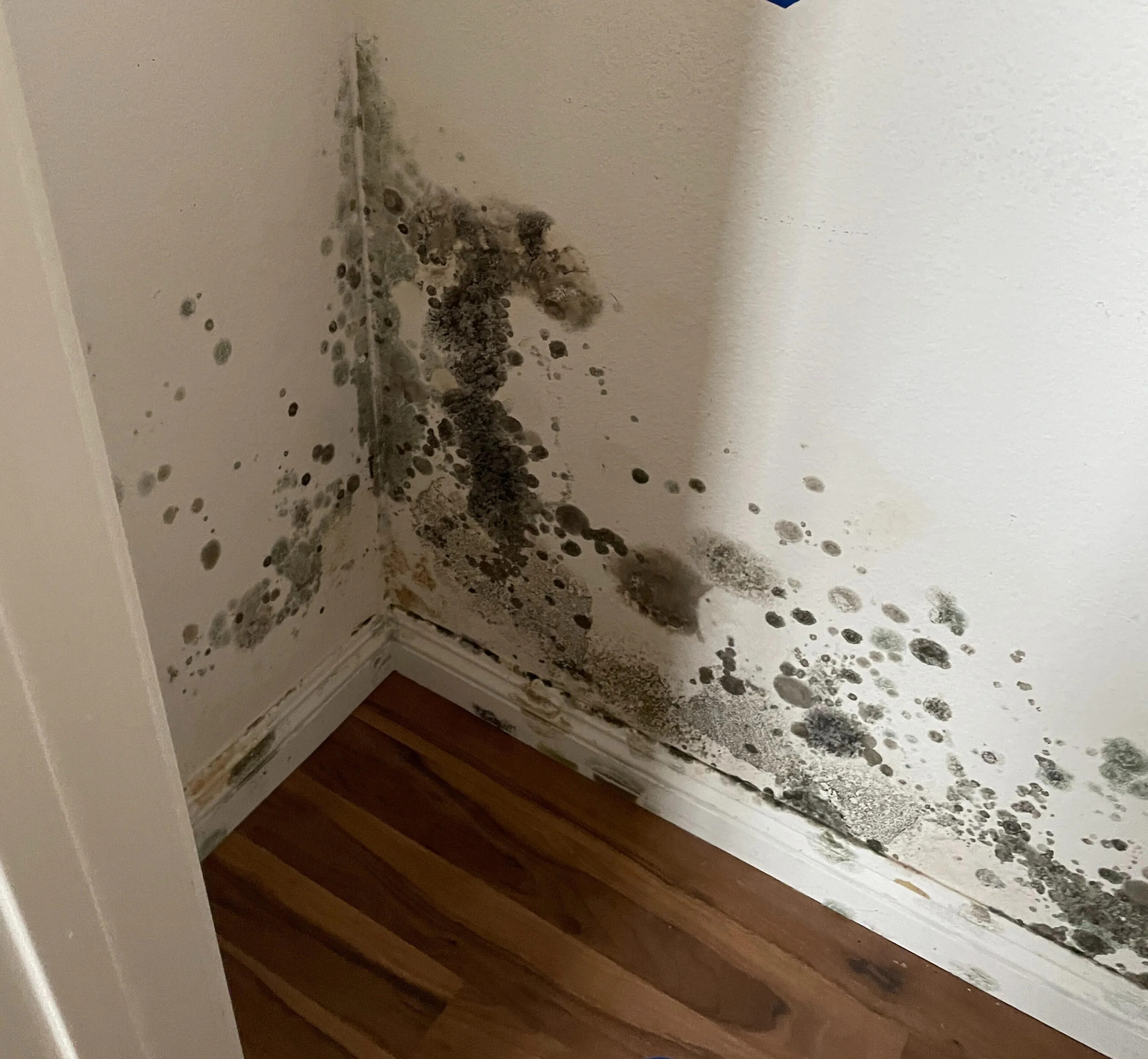 Mold Damage β Kingwell Corp Central Florida